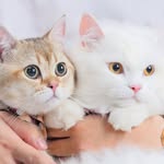 kootie.thepersiancat