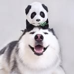 maruhusky