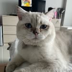 libbymochi