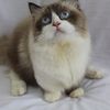 kucing_milky