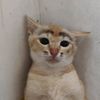 cikipi31
