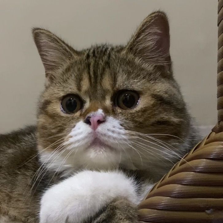 coupetiscat