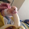fuccklily